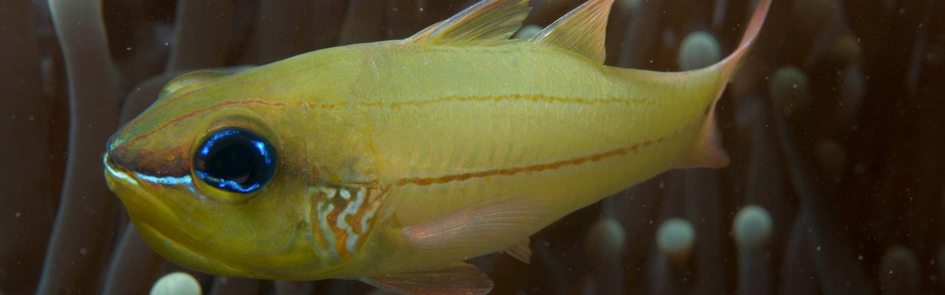 The Onespot Cardinalfish